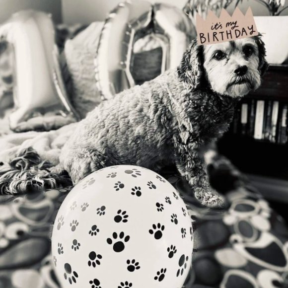 🆕 Paw Print Balloons Set of 6 - Dog Animal Theme Black and White - Picture 4 of 6